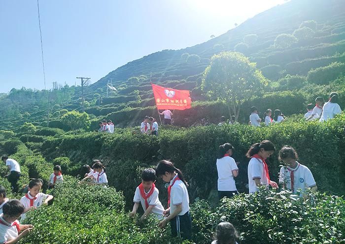彭河学校谷雨“春茶采摘活动日”引领劳动教育新风尚 图3