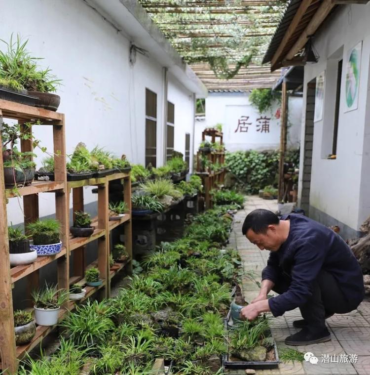 痴心倾注石菖蒲，发展文创助振兴 图4