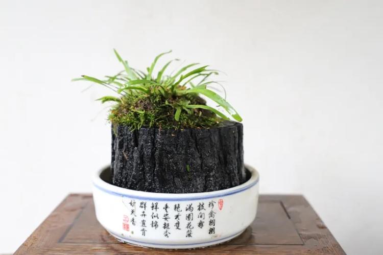 痴心倾注石菖蒲，发展文创助振兴 图6