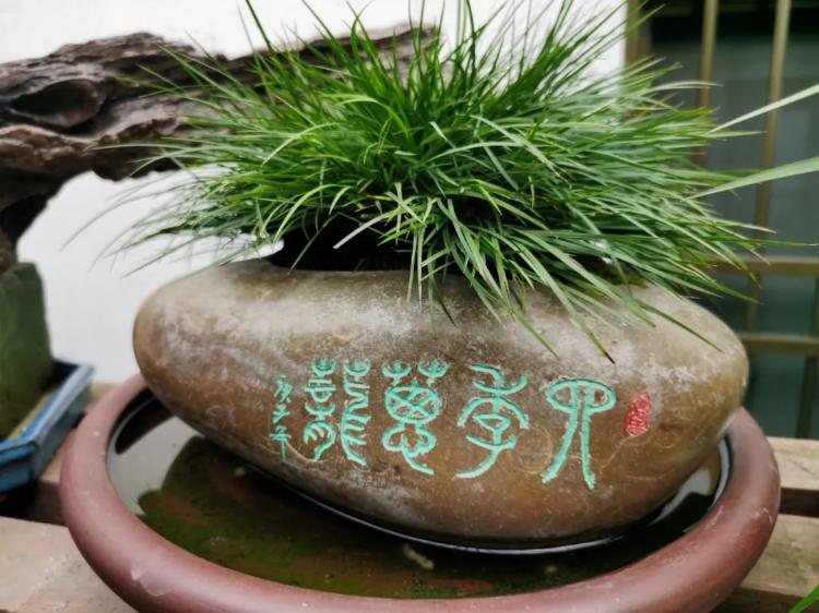 痴心倾注石菖蒲，发展文创助振兴 图7