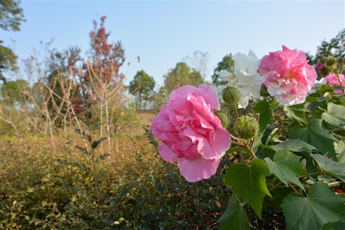 2019年11月03日|潜山登协走渠巡河徒步活动第二期花絮 图3